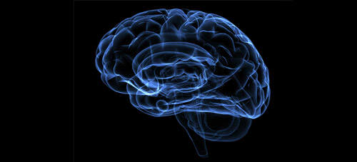 Mantener un cerebro sano para combatir el Alzheimer 1 cervell