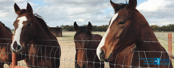 Equinoterpia combinada y autismo 1 Máster en terapia asistida con animales